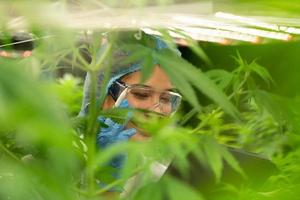 vrouw wetenschapper op cannabisboerderij met een cannabisplant met prachtige bladeren gekweekt in een plant. het controleren van de integriteit van de stengels en bladeren. foto