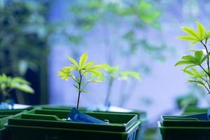 jonge cannabiszaailing in potten om te kweken. klaar om op te groeien in een cannabisboerderij foto