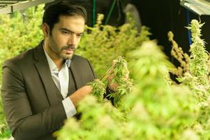 rijke zakenman in cannabiszaken en zijn cannabisboerderij die klaar zijn om te worden geëxtraheerd in verschillende producten op de wereldmarkt foto