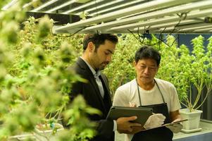boeren en arbeiders die de cannabisplantage onderhouden. het volgen van de voortgang van cannabisbloemen in de tuin om klaar te zijn om te worden geëxtraheerd in cannabisproducten. foto