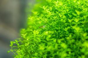 close-up van aquariumplant, soft focus Sea... foto