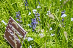 een bord met de naam van de plant melica nutans foto