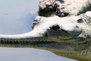 een enorme krokodil ligt op het gras aan de oevers van de rivier. foto