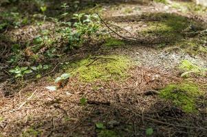 close-up van bosgrond met mos en jonge spruiten en dennennaalden onder de zonnestralen foto