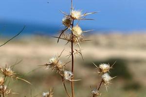 een doornige distelplant in een boskap in Noord-Israël. foto