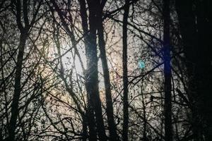 spookachtig donker bos met zonlicht, mystieke achtergrond foto