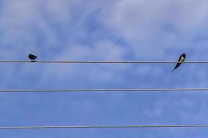 paar zwaluwen zittend op draden tegen blauwe hemel. foto