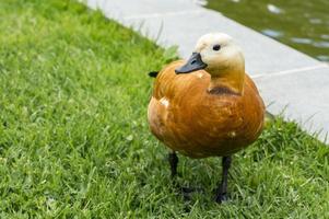 wilde eend die op gras bij de vijver loopt foto