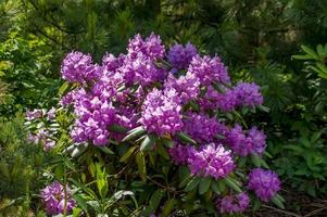 oranje bloemen van rododendron. groenblijvende struik. foto