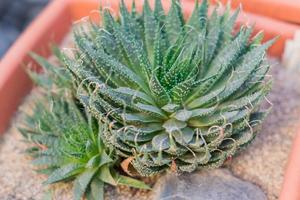 vetplant of cactus in pot, exotische plant close-up foto