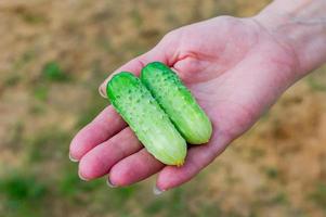 verse groene komkommers in de hand van wemale. close up van nieuwe oogst foto