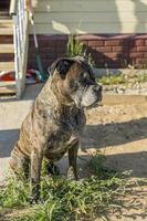 portret van duitse bokserhond foto