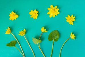 ficaria verna op blauwe achtergrond, eerste lentebloem, kleurrijk patroon foto