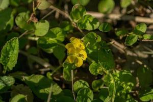 kleine gele wilde bloemen op groene natuurachtergrond foto