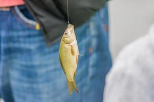 crucian aan de haak foto