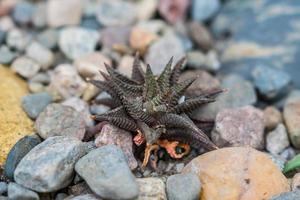 kleine vetplanten of cactus in woestijn botanische tuin en stenen kiezelstenen achtergrond foto