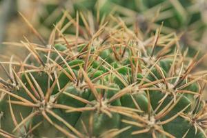 close-up van cactus met lange sgarp-naalden foto