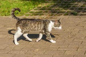 wilde kat lopen stoep foto