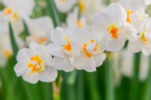 gele en witte narcissen op groene bladeren achtergrond. foto