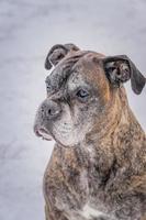 oude duitse bokser zittend op sneeuw en kijken naar mensen. mensen reflex in de ogen van de hond foto