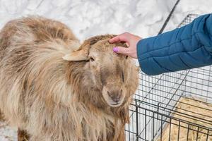 vrouw in blauwe jas trokes een schaap foto