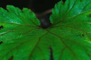 close-up van groen blad voor achtergrond. selectieve focus foto