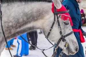 een man leidt een paard aan een teugel foto