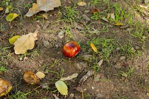 herfstbladeren en kastanjes op de grond foto