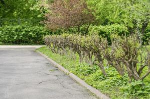 verschillende soorten struikomheining in het voorjaarspark. foto