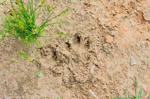 hondenspoor op een droge grond, pow footpint foto