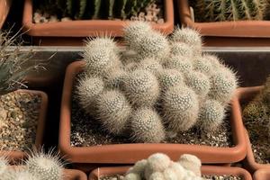 mammillaria cactus in bloempot onder andere cactussen, natuurlijke achtergrond foto