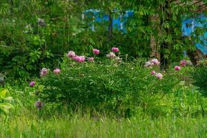 bloeiende roze pioenrozen in de tuin foto