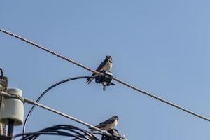 zwaluw zit op een draad in de buurt van een elektrische paal tegen de blauwe lucht foto
