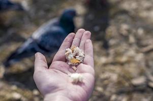 vrouwenhand met brood gaat duiven voeren foto