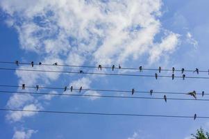 zwerm zwaluwen zittend op elektrische vuren op blauwe hemelachtergrond foto