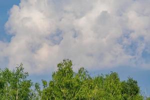 top van berkenbos en blauwe lucht met pluizige wolken foto