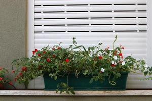 groene planten en bloemen groeien in een bloempot foto