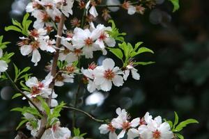 amandelbloesems in een stadspark in israël. foto