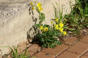 groene planten en bloemen groeien op stenen foto