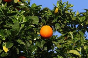 vruchten van citrusbomen in het stadspark. foto