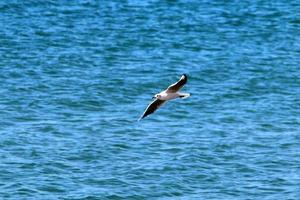 meeuwen in de lucht boven de zee. foto