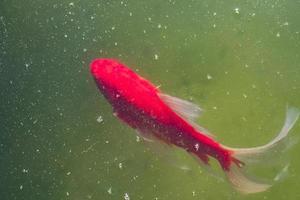 bovenaanzicht van karper coi in vijver. cyprinus carpio close-up foto