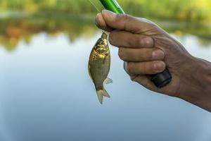 een man die crucian aan de haak houdt foto