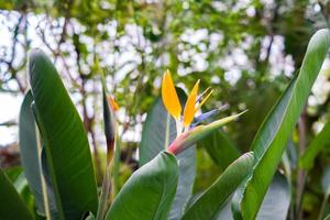 bloeiende paradijsvogel bloem strelitzia reginae foto