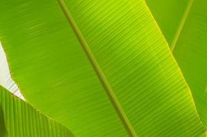 banaan palmbladeren achtergrond foto