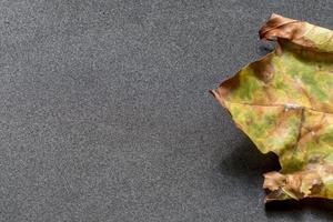 esdoornblad op zwarte achtergrond foto