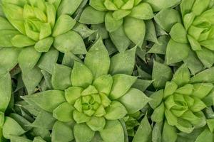 bovenaanzicht van echeveria zilveren ster succulent voor achtergrond foto