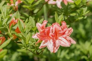 oranje rododendron. groenblijvende struik. foto