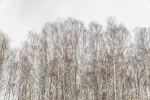 berkenboom kronen op sombere hemelachtergrond. winters landschap. foto