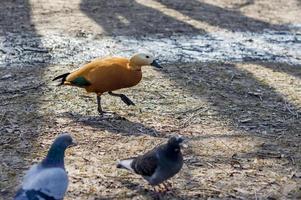 een eend en twee duiven zoeken voedsel op de grond foto